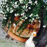 Papere E Tulipani Apartman