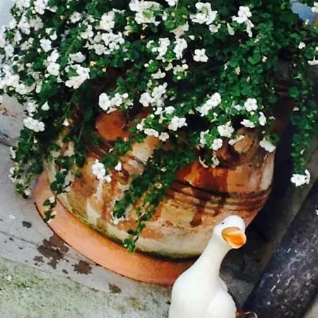 Papere E Tulipani Lejlighed