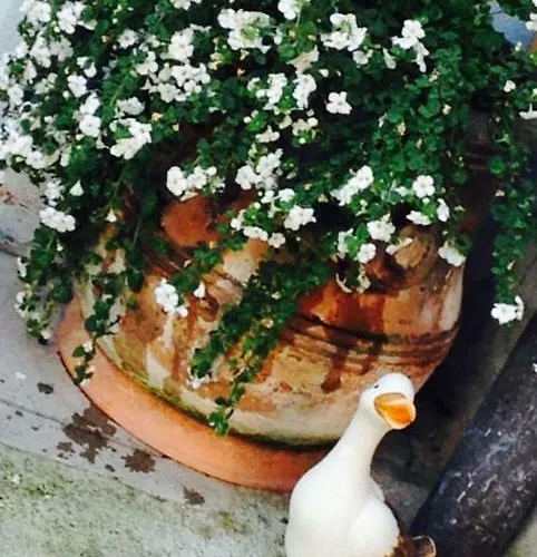 Papere E Tulipani Apartment